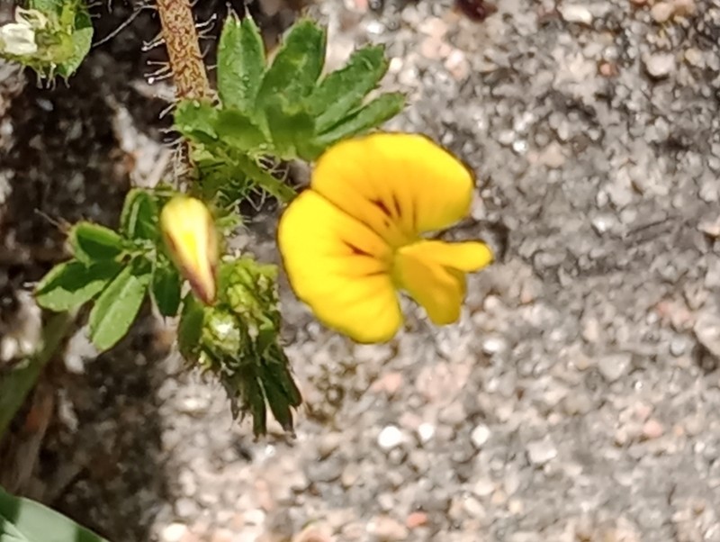 Adesmia securigerifolia
