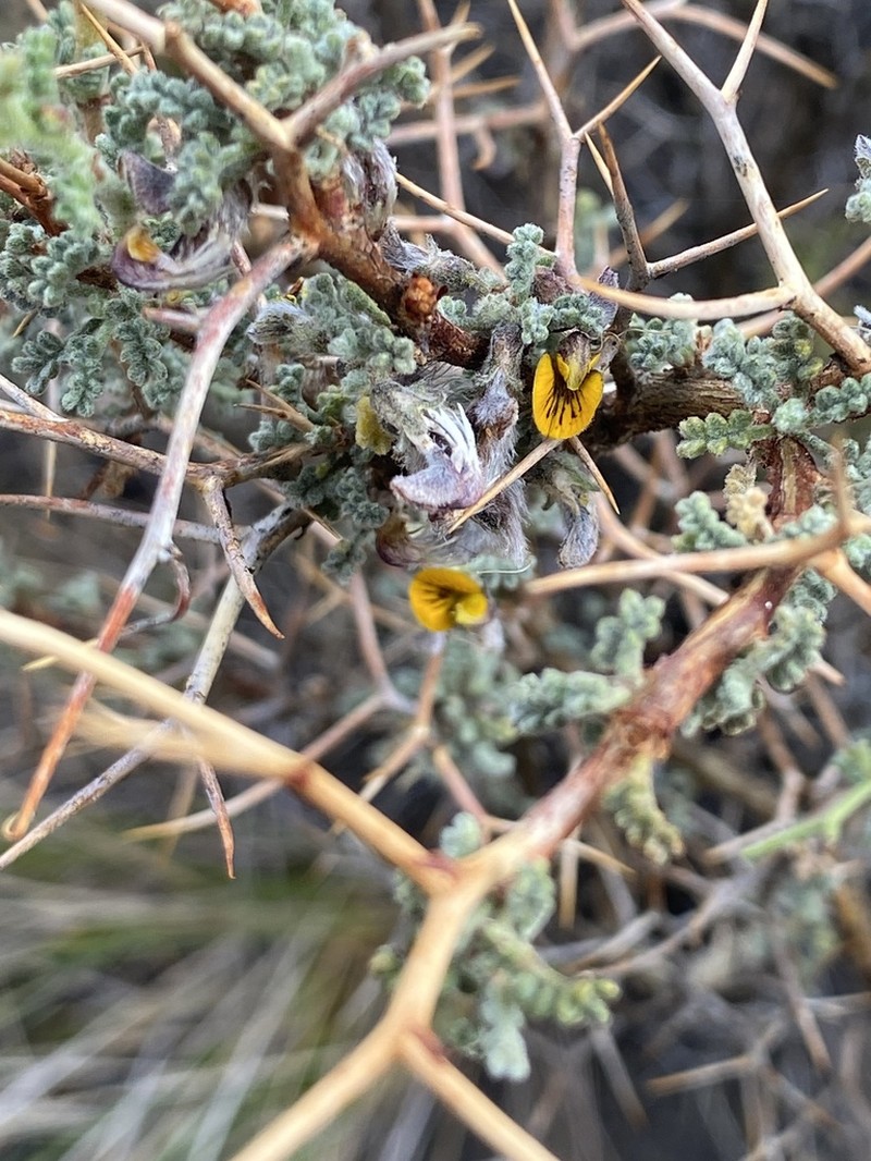 Adesmia spinosissima