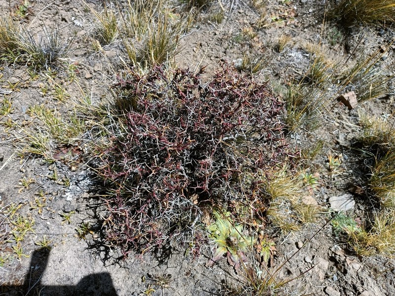 Adesmia spinosissima photo 2