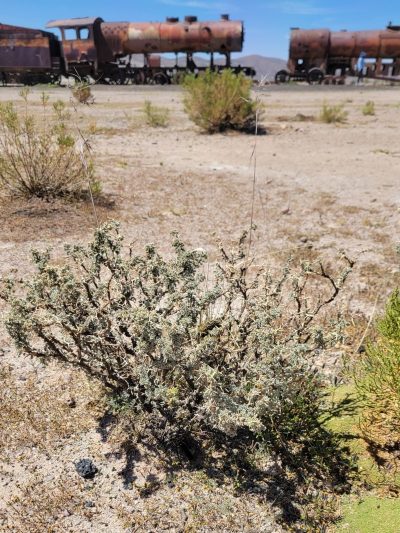 Adesmia spinosissima photo 3