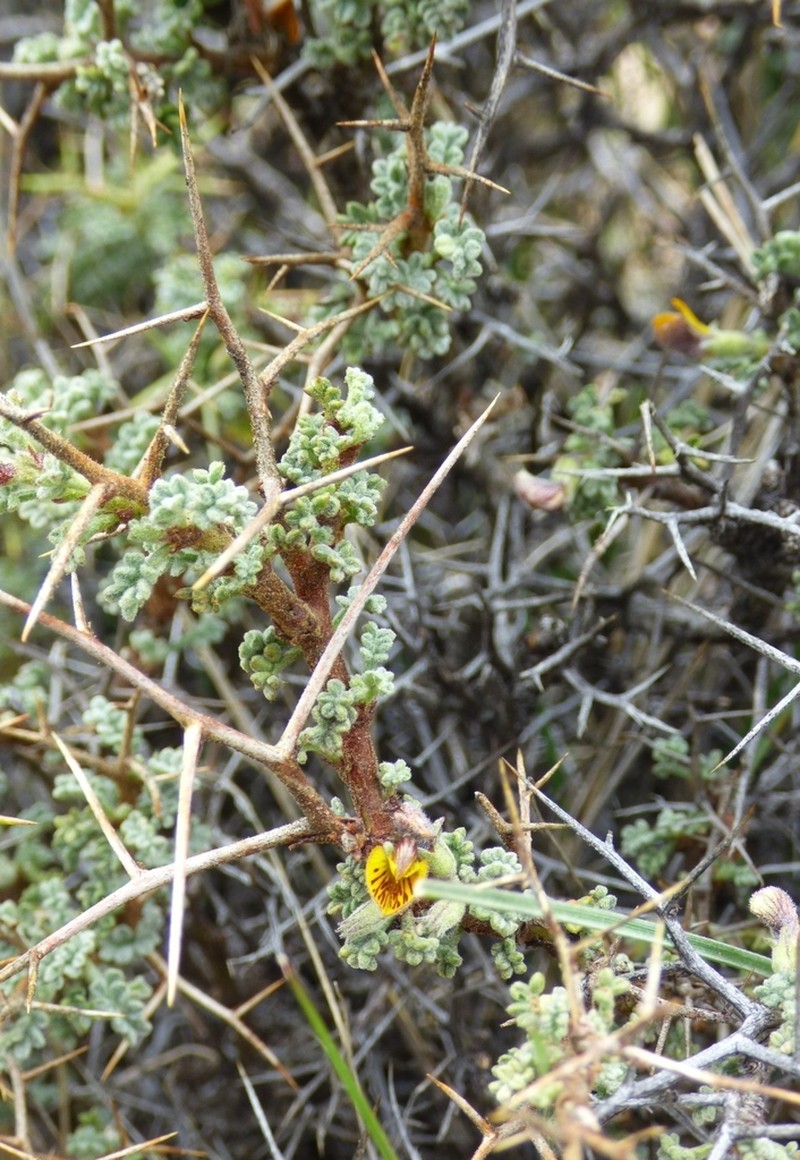 Adesmia spinosissima photo 4