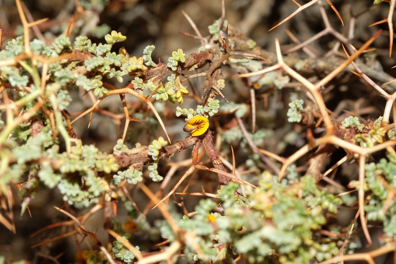 Adesmia spinosissima photo 5