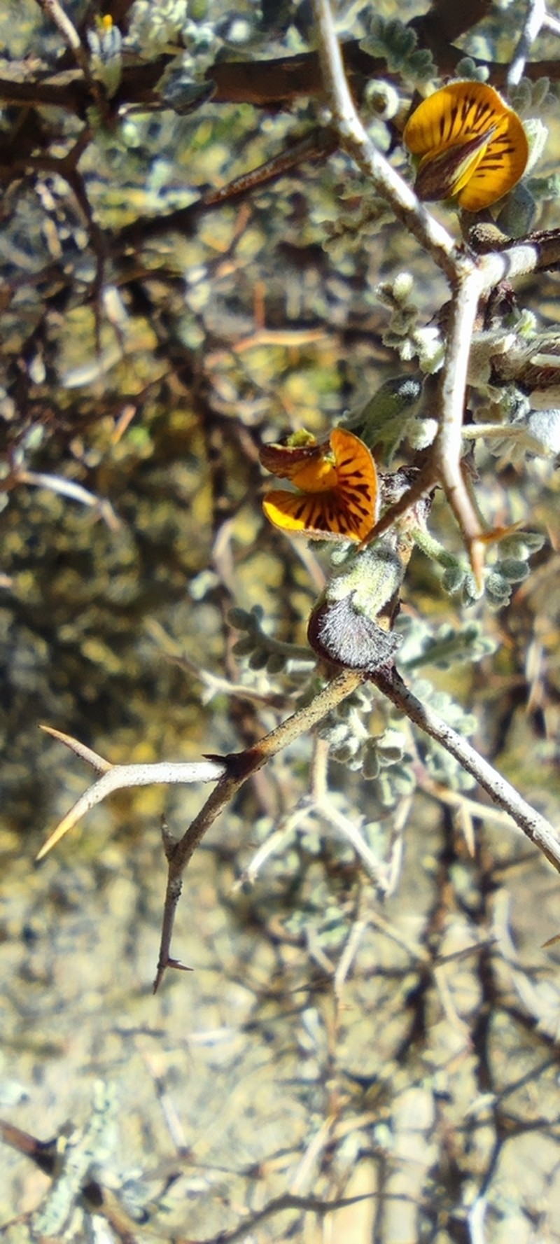 Adesmia spinosissima photo 6
