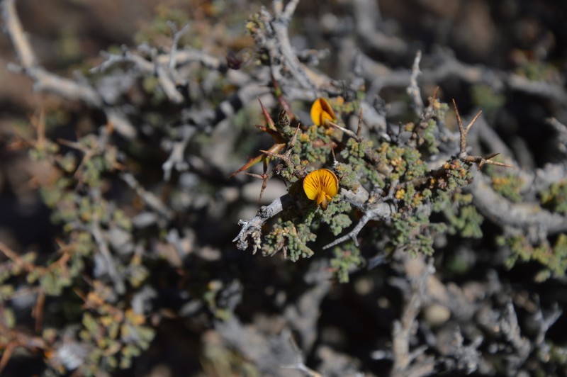 Adesmia spinosissima photo 7