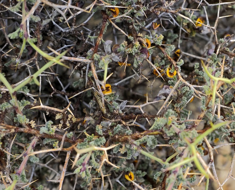 Adesmia spinosissima photo 8