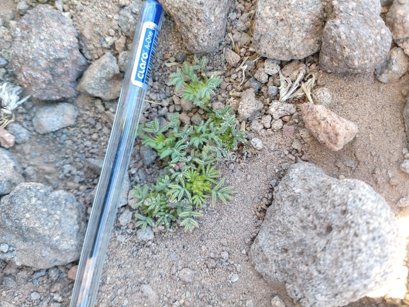 Adesmia spuma photo 2