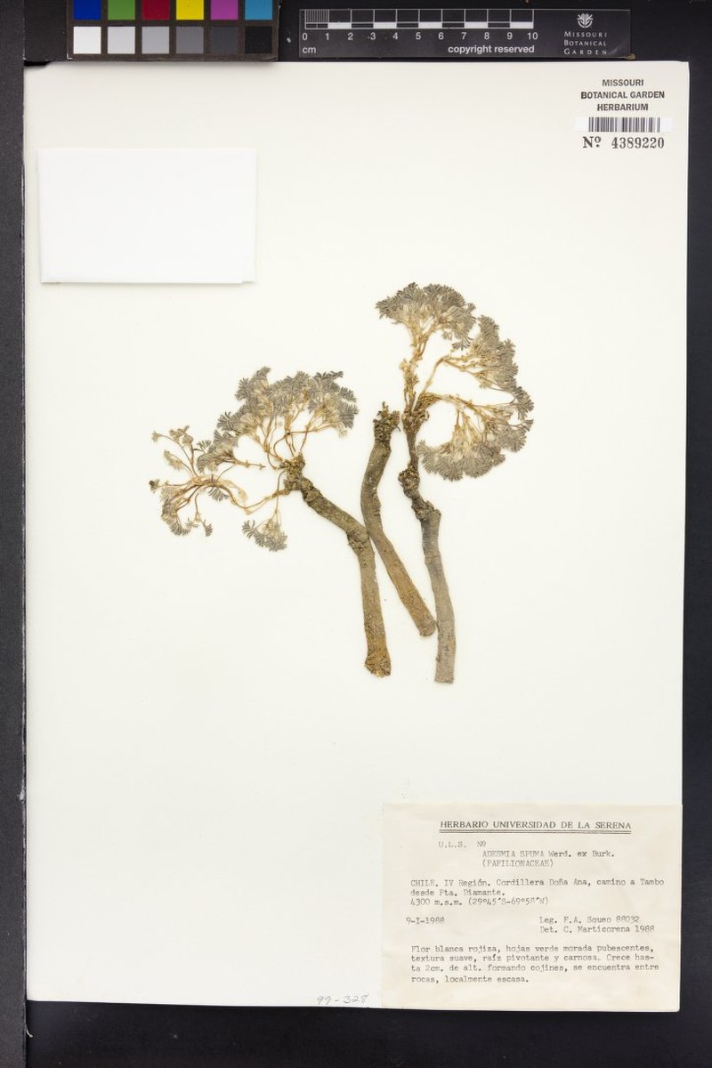 Adesmia spuma photo 4