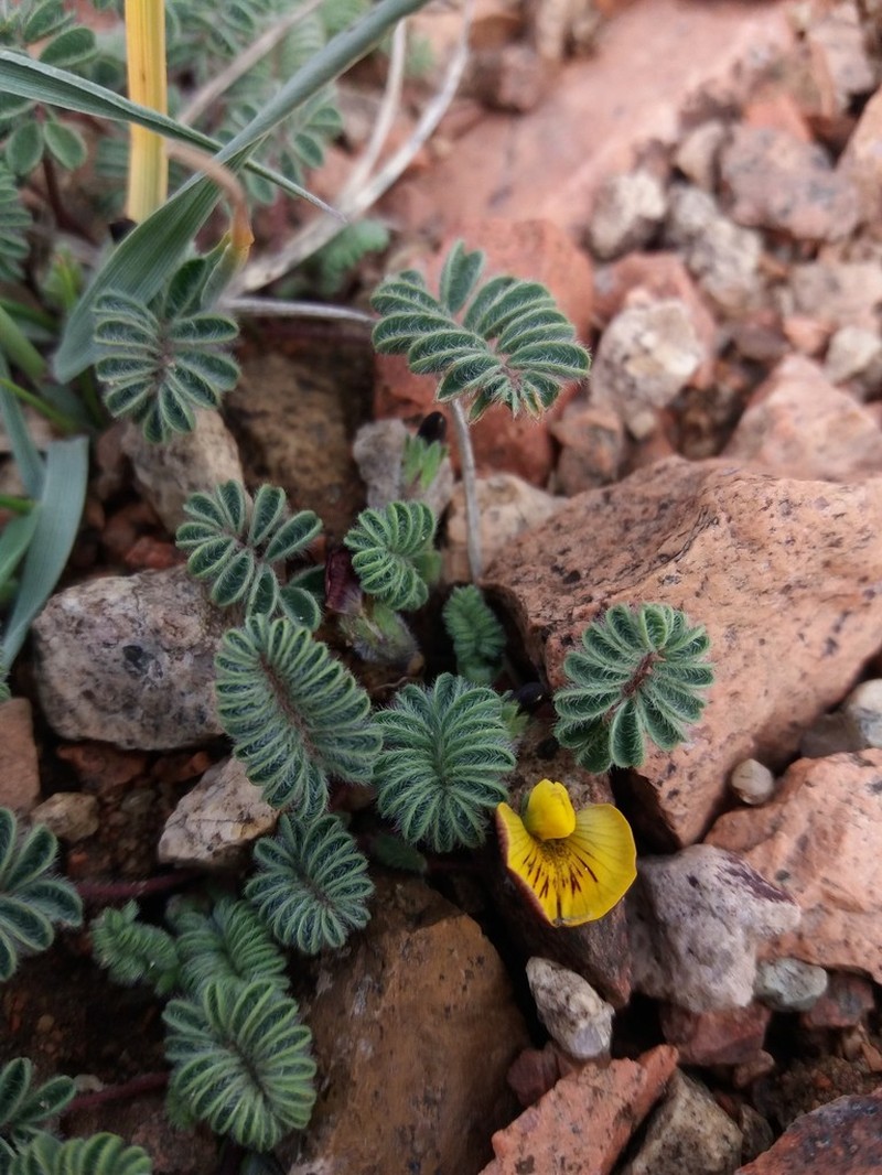 Adesmia stenocaulon