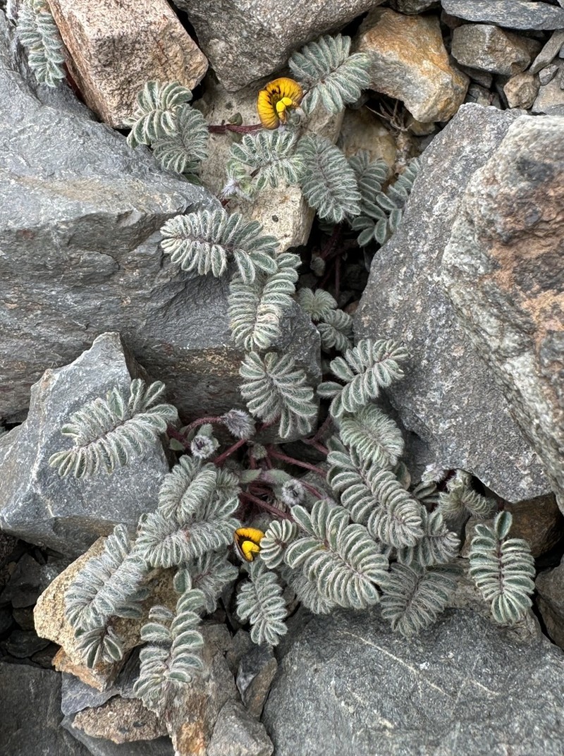 Adesmia stenocaulon photo 2