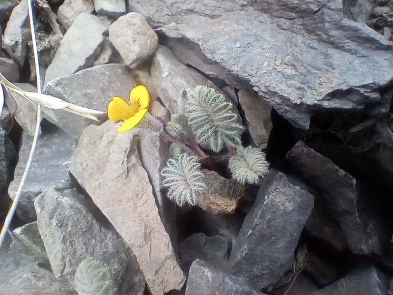 Adesmia stenocaulon photo 3
