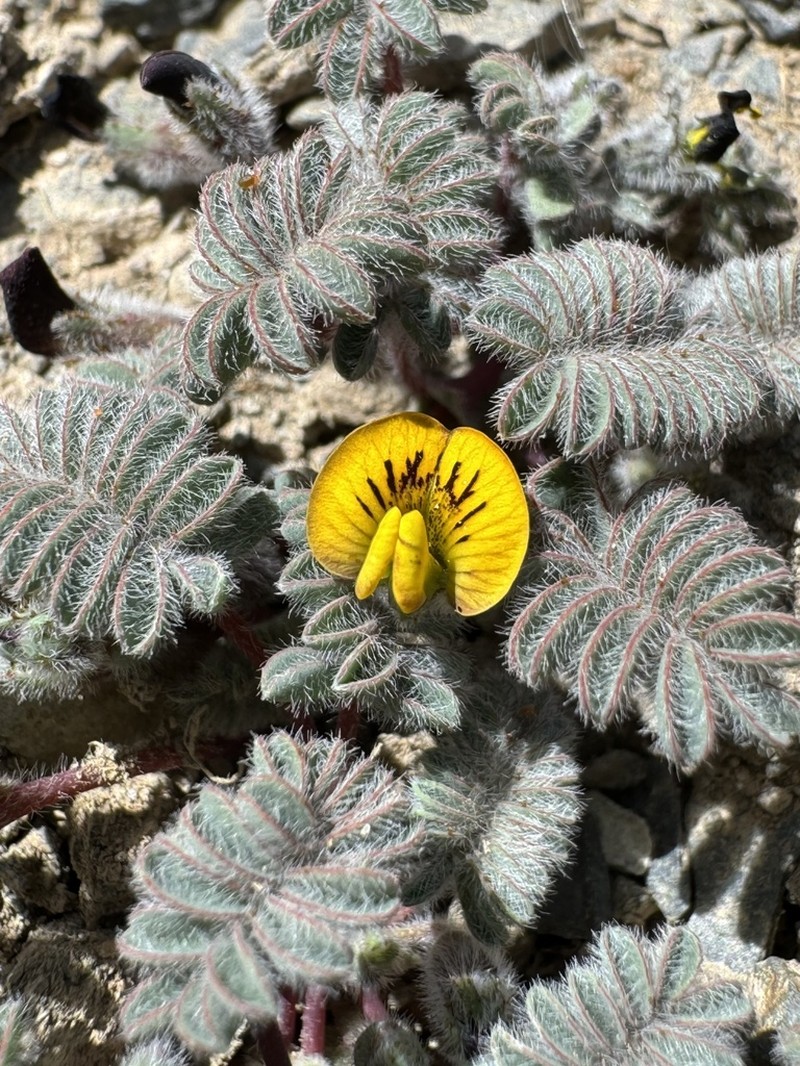 Adesmia stenocaulon photo 4