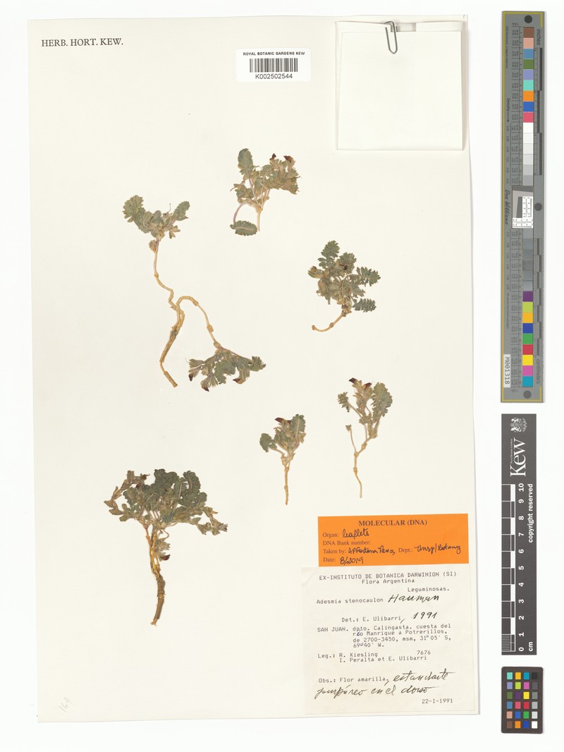 Adesmia stenocaulon photo 6