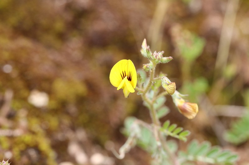 Adesmia subnuda