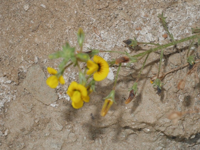 Adesmia subnuda photo 6
