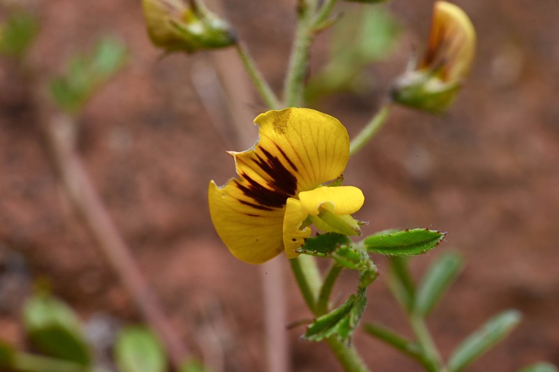 Adesmia subnuda photo 8