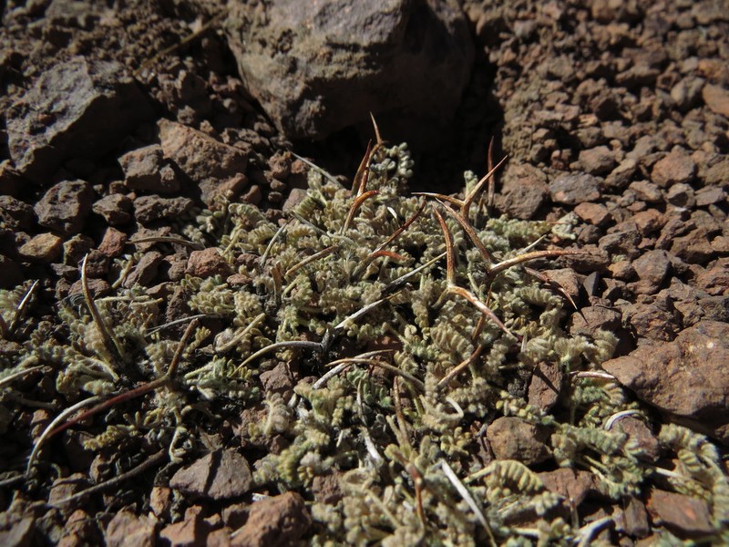 Adesmia subterranea