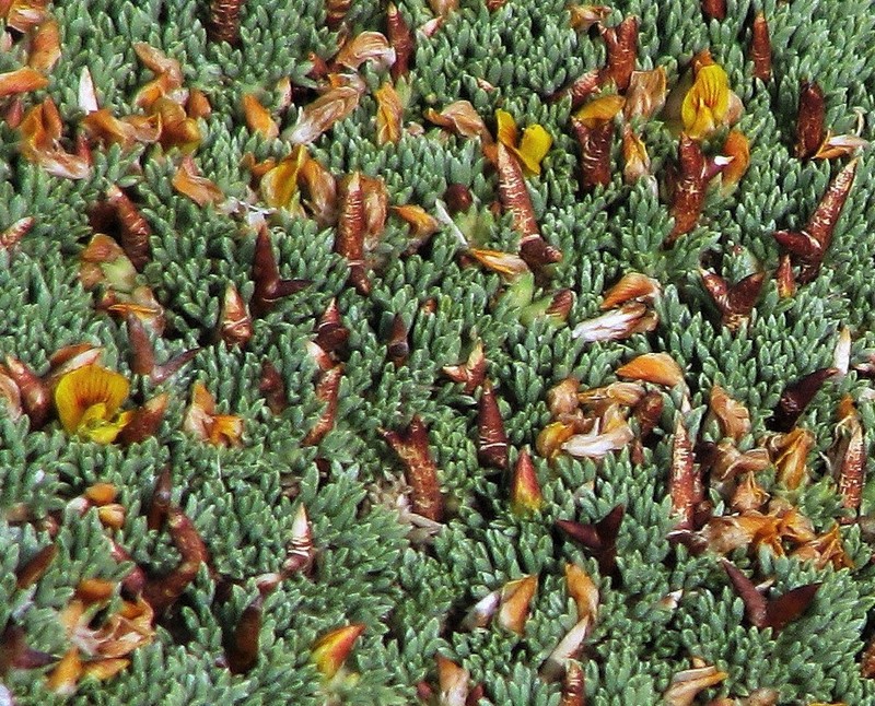 Adesmia subterranea photo 2