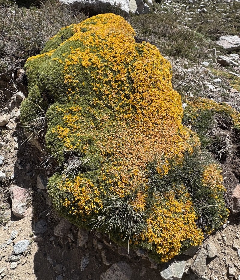 Adesmia subterranea photo 3