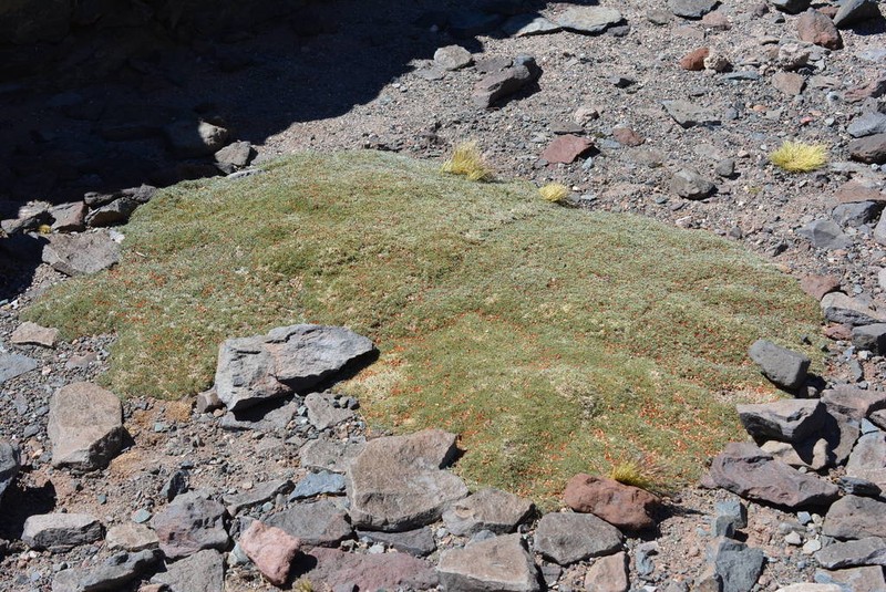 Adesmia subterranea photo 7