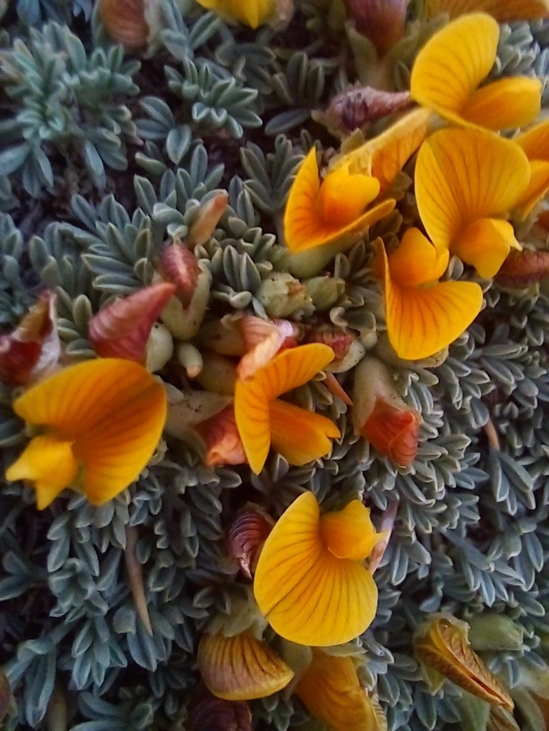 Adesmia subterranea photo 8