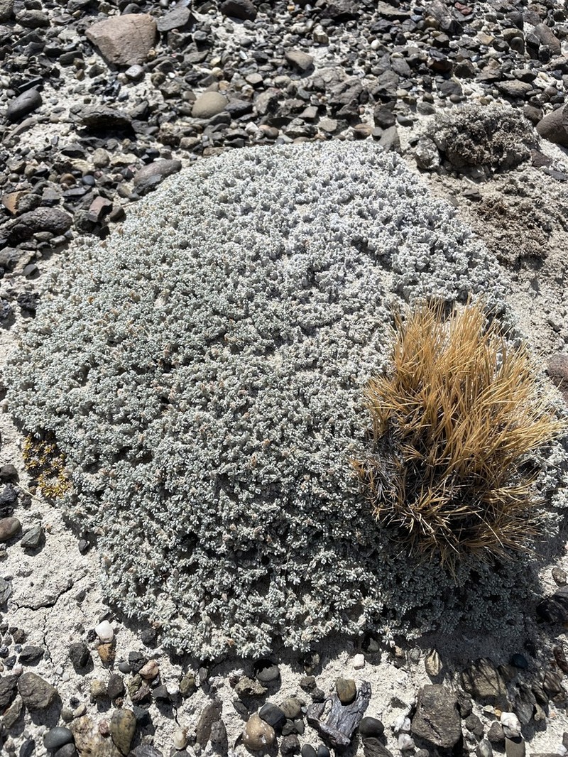 Adesmia suffocata