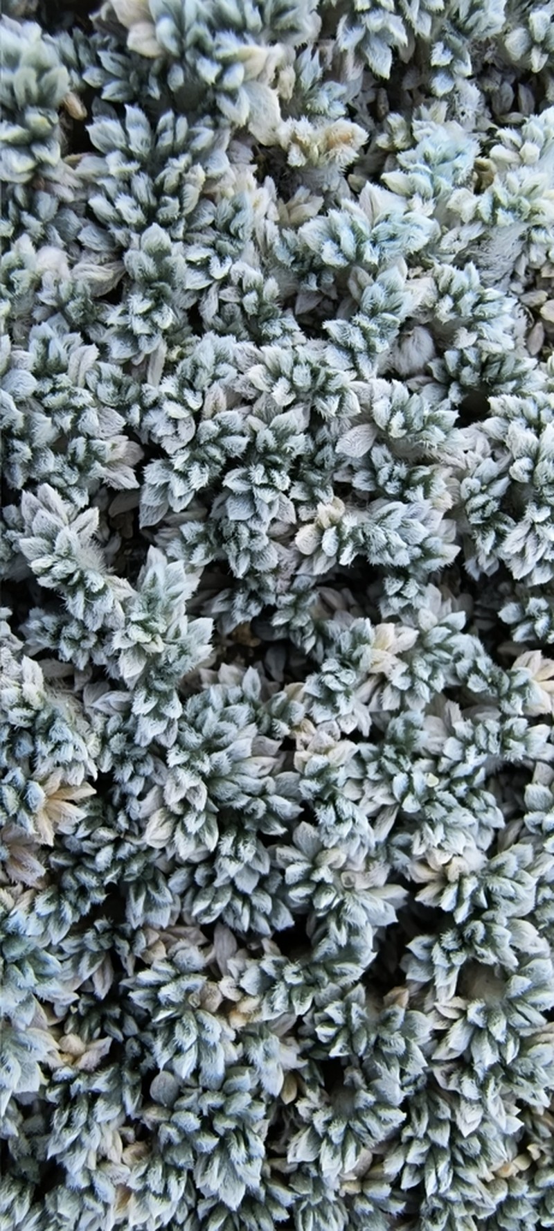 Adesmia suffocata photo 2