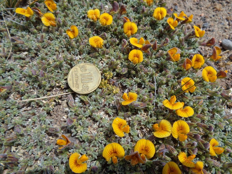 Adesmia suffocata photo 3