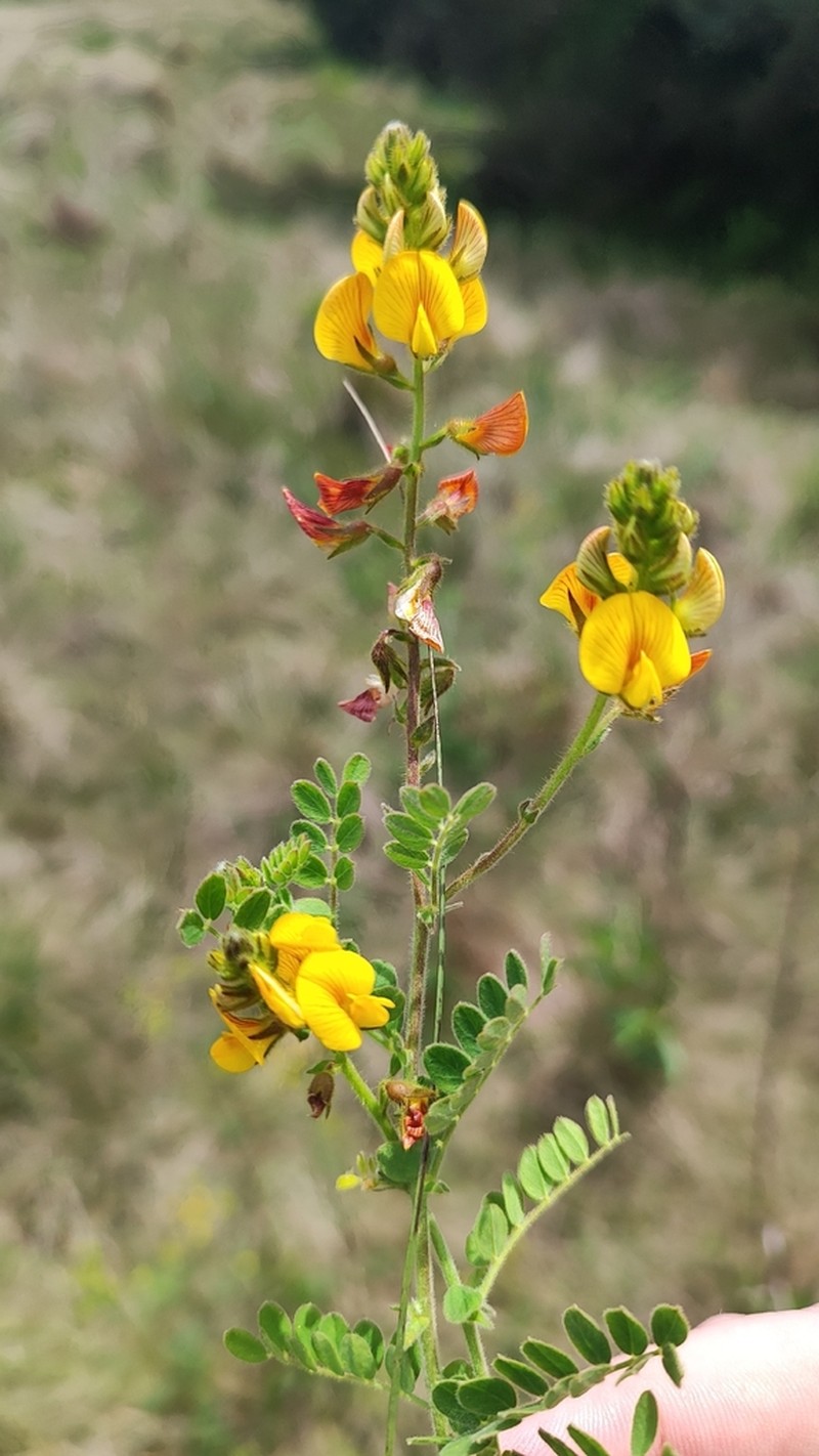 Adesmia sulina