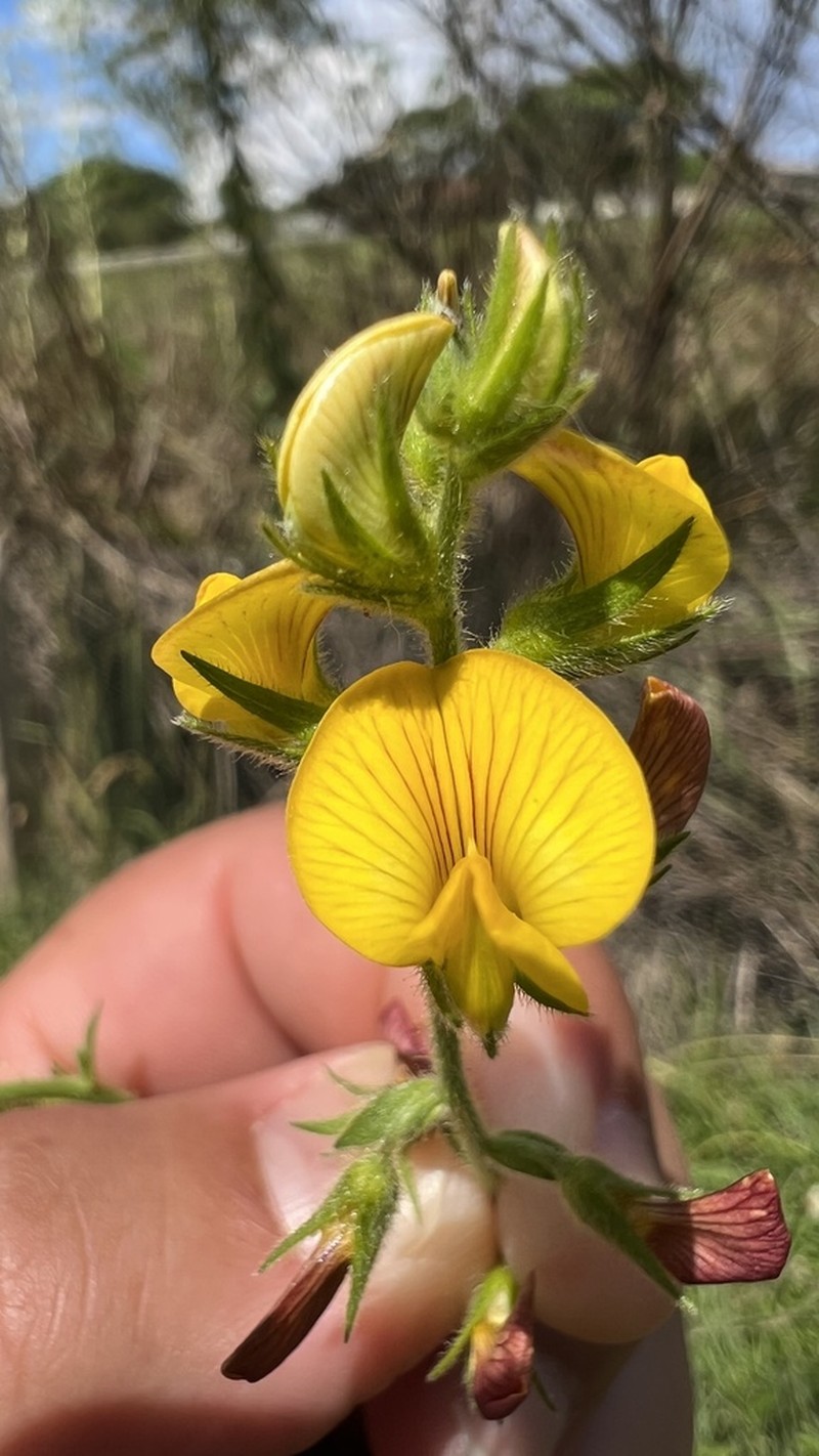 Adesmia sulina photo 5