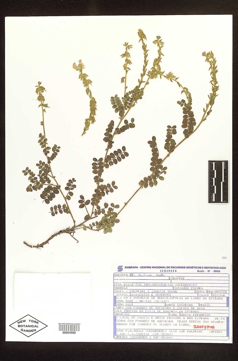 Adesmia sulina photo 7