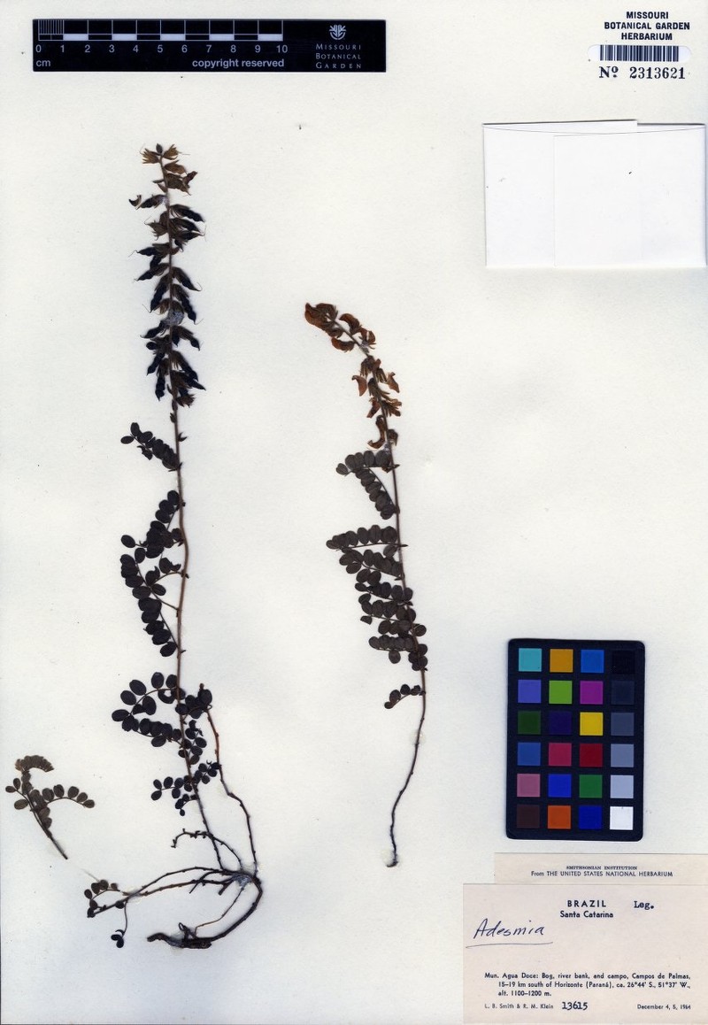 Adesmia sulina photo 8