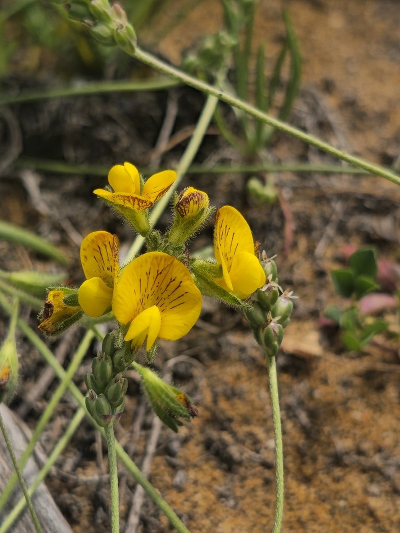 Adesmia tenella photo 5