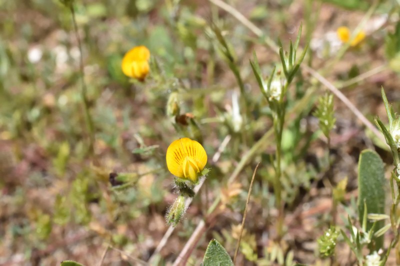 Adesmia tenella photo 6