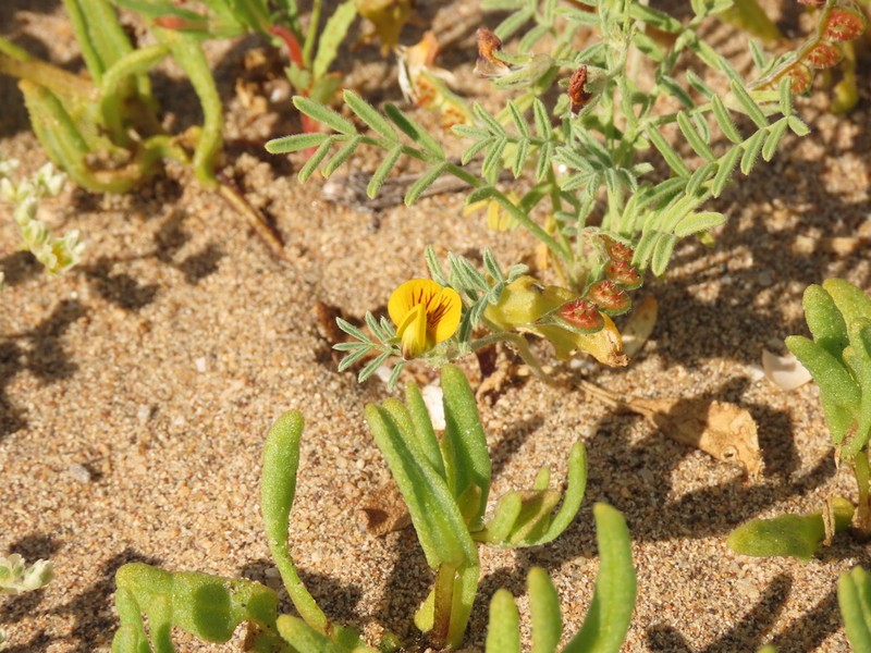 Adesmia tenella photo 7