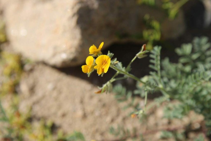 Adesmia tenella photo 8