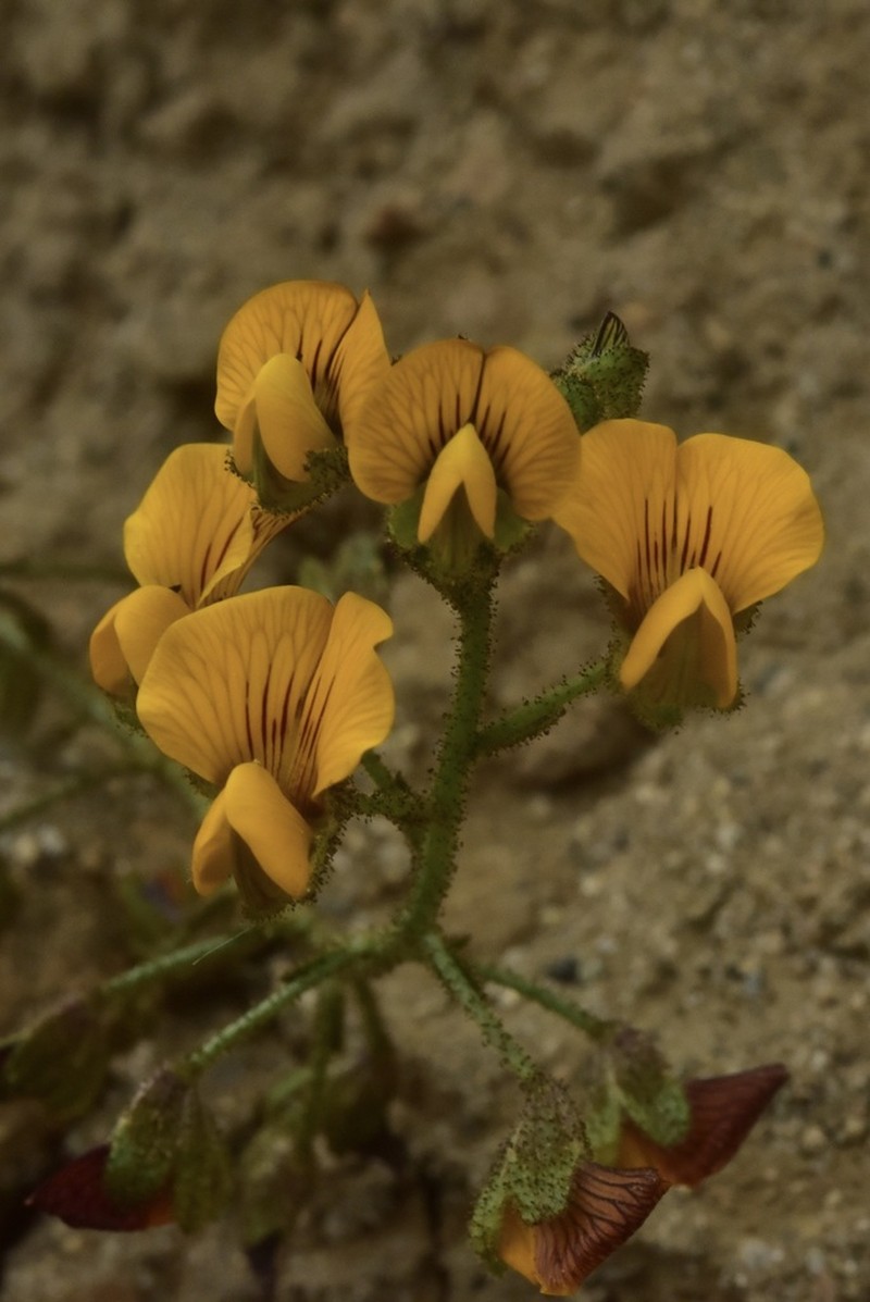 Adesmia torcaea