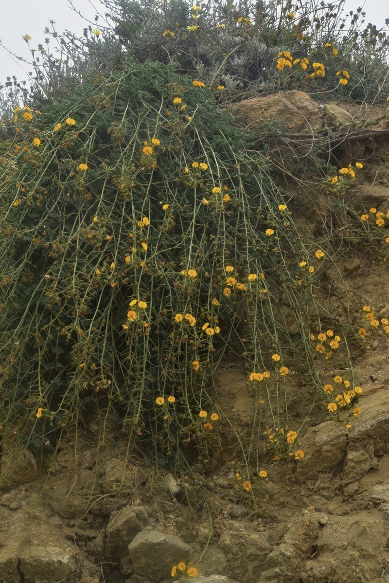 Adesmia torcaea photo 2
