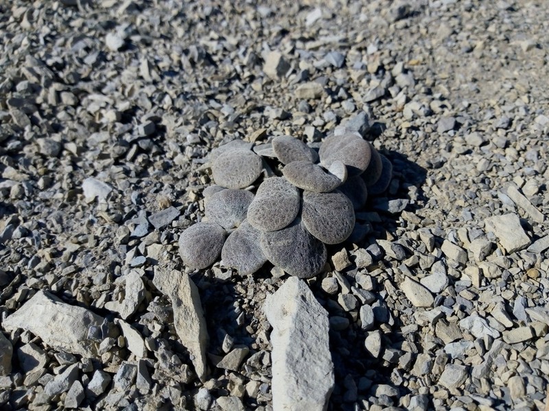 Adesmia trifoliolata