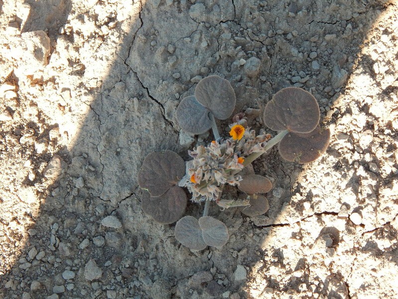 Adesmia trifoliolata photo 2