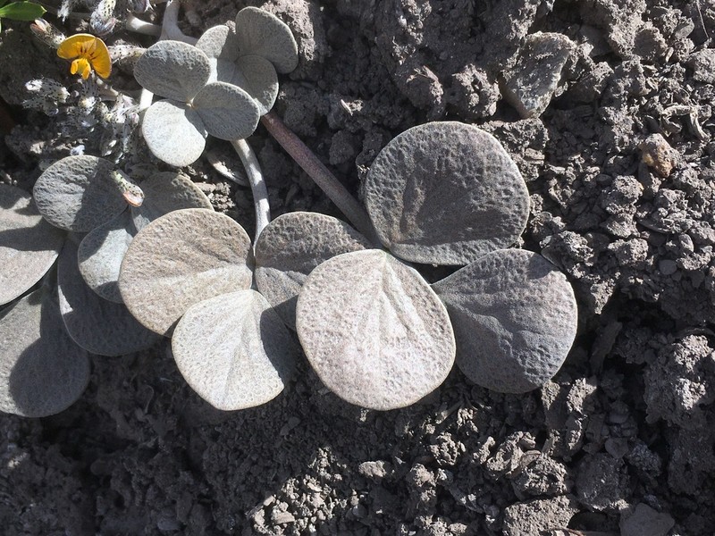 Adesmia trifoliolata photo 3