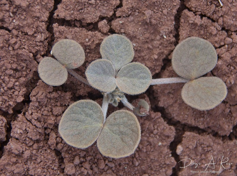 Adesmia trifoliolata photo 4