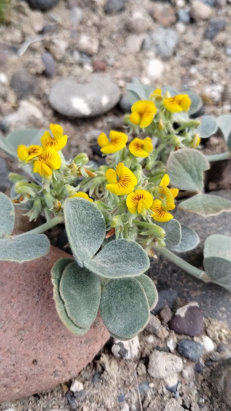Adesmia trifoliolata photo 5
