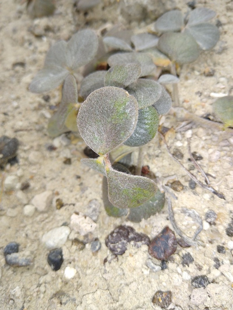 Adesmia trifoliolata photo 6