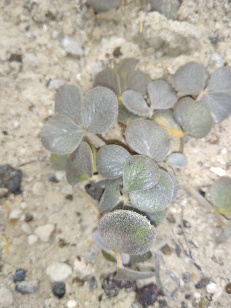 Adesmia trifoliolata photo 7