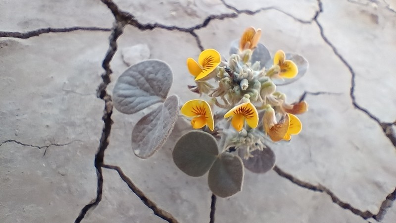 Adesmia trifoliolata photo 8