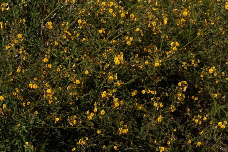 Adesmia tristis