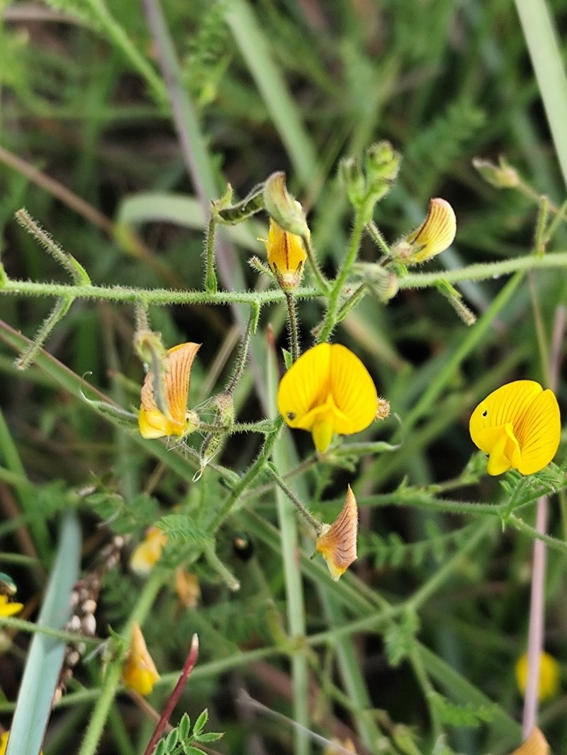 Adesmia tristis photo 2