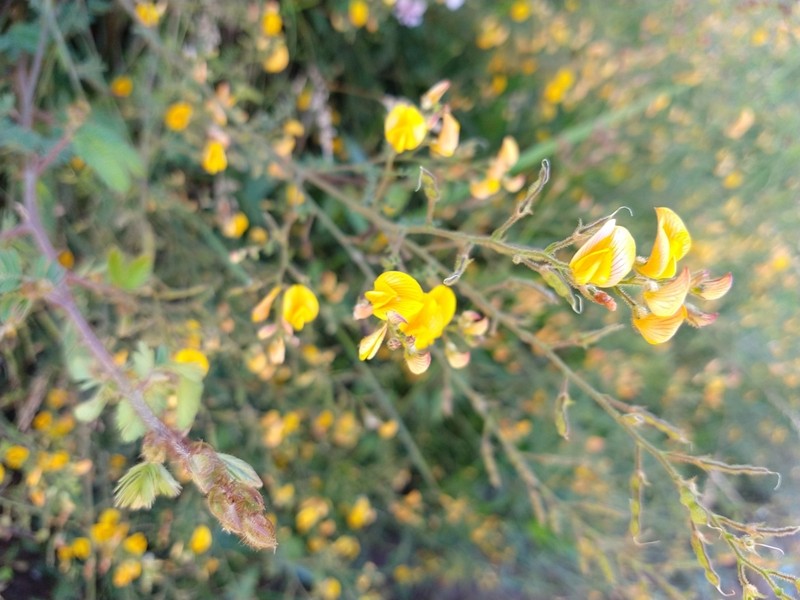 Adesmia tristis photo 3