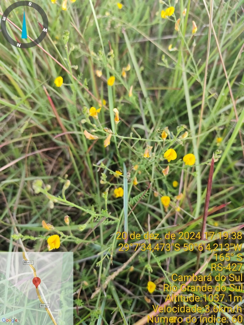 Adesmia tristis photo 4