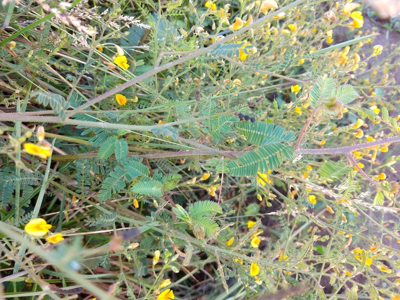 Adesmia tristis photo 5